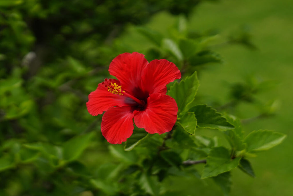 ハイビスカスの花言葉｜色別や誕生花、名前の由来 | 観葉植物・お花の