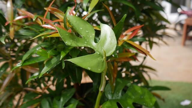 ヒメモンステラの育て方 | 観葉植物・お花の通販 AND PLANTS (アンド