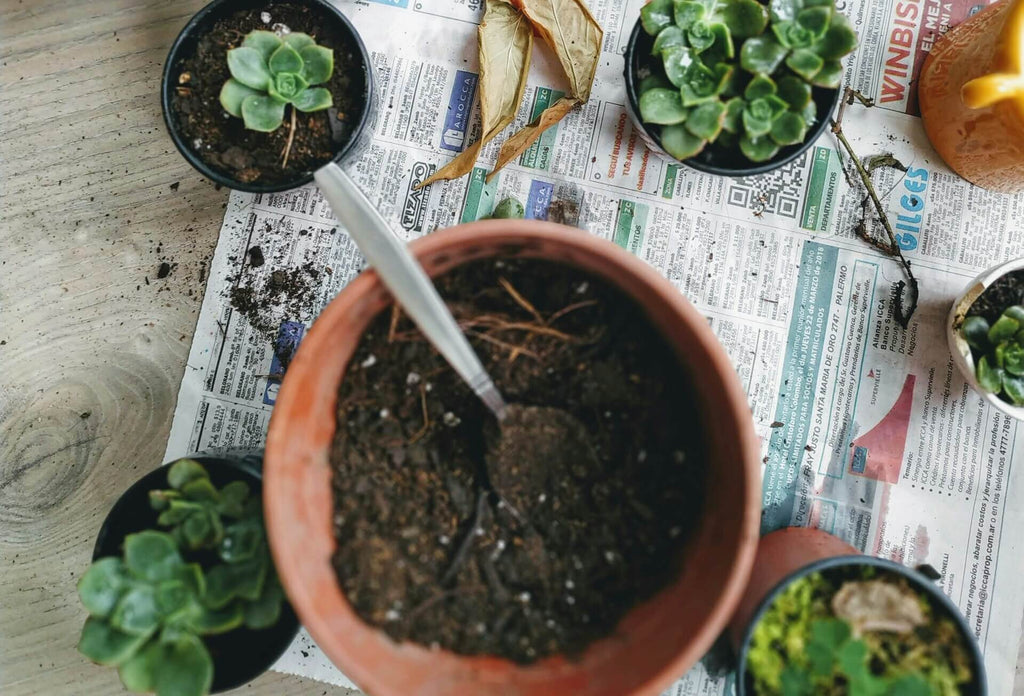 多肉植物の植え替え時期｜春・秋