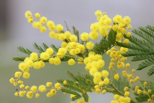 4月9日の誕生花：ミモザ(アカシア)・サクラの花言葉など | 観葉植物 ...