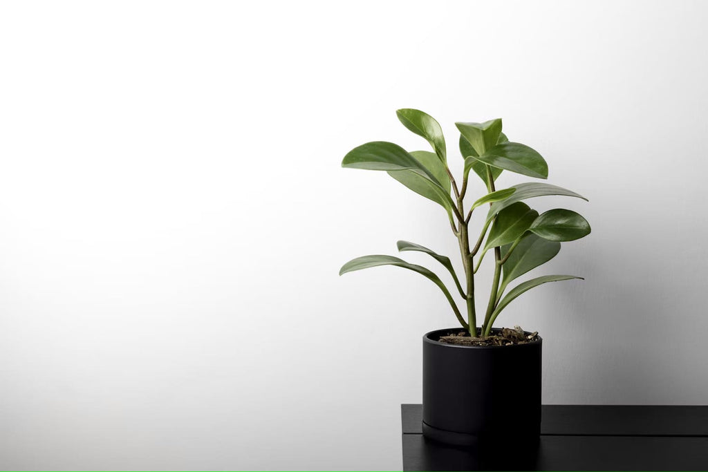 スイカペペロミア ペペロミア サンデルシー の育て方 観葉植物通販 And Plants