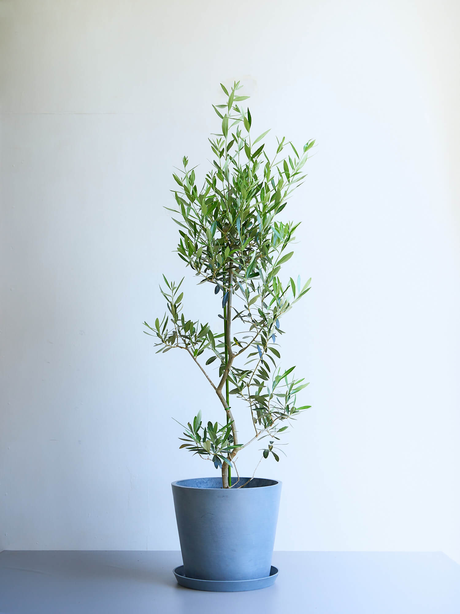 オリーブの木の育て方 | 観葉植物・お花の通販 AND PLANTS (アンド