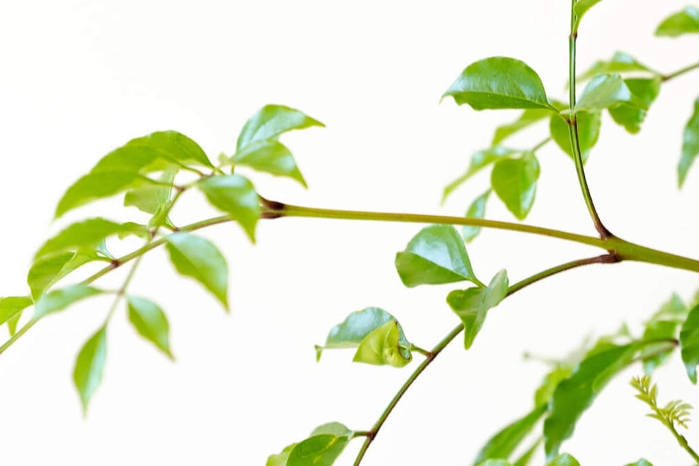 シマトネリコの風水 置き場所や方角について 観葉植物通販 And Plants