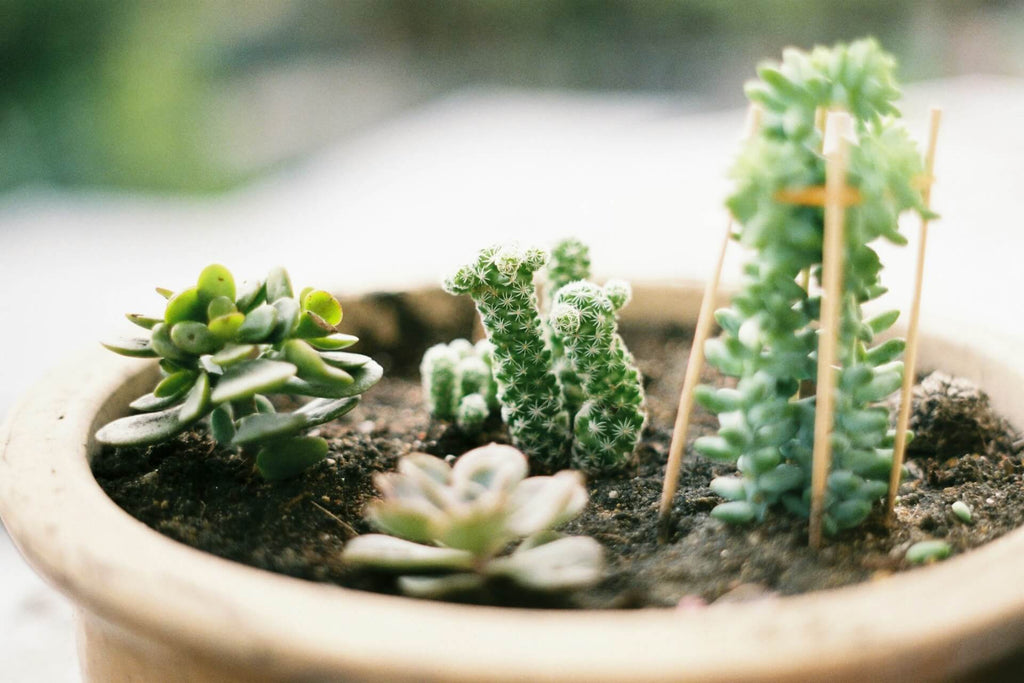 多肉植物の増やし方に関するよくある質問