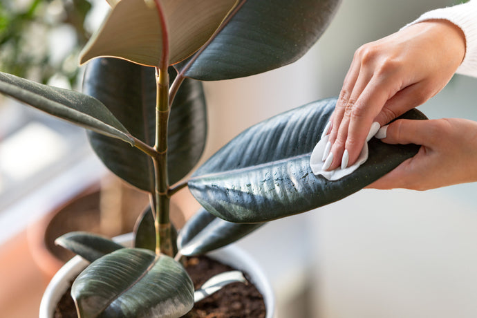 観葉植物の虫除け 原因や予防 駆除方法について 観葉植物通販 And Plants