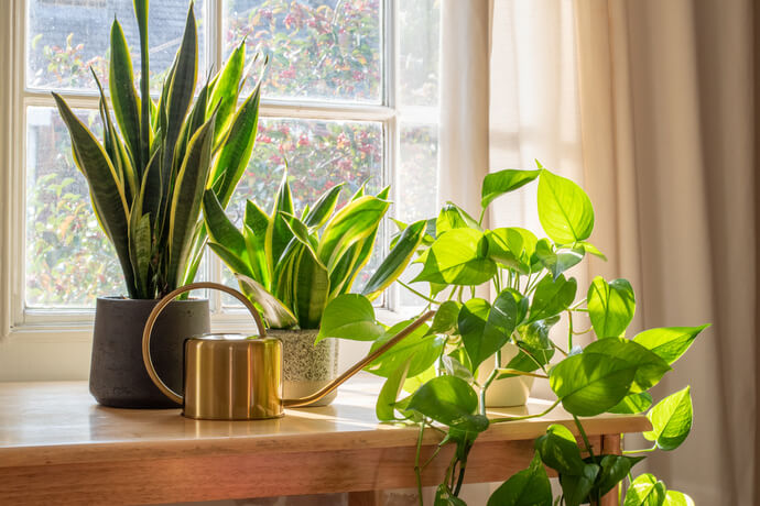 窓際の観葉植物 おすすめや育て方を紹介 観葉植物通販 And Plants