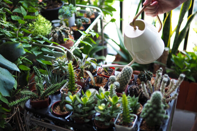 観葉植物のマイナスイオン 効果やおすすめについて