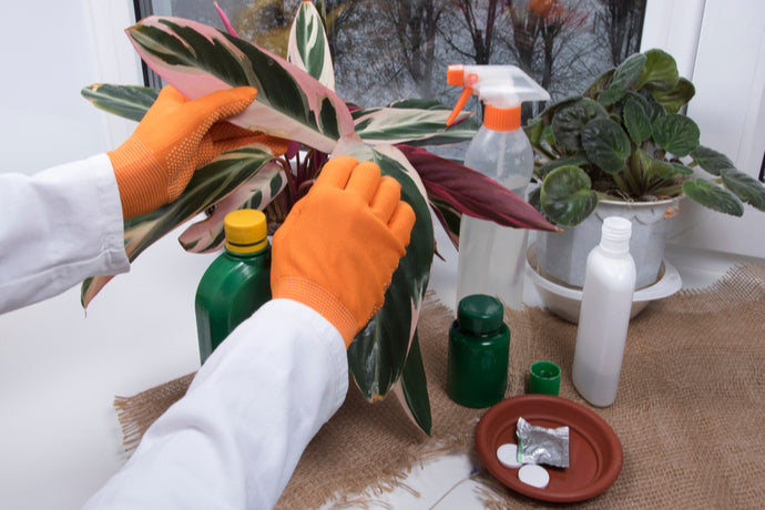 観葉植物に生えるカビ 原因と対策について 観葉植物通販 And Plants