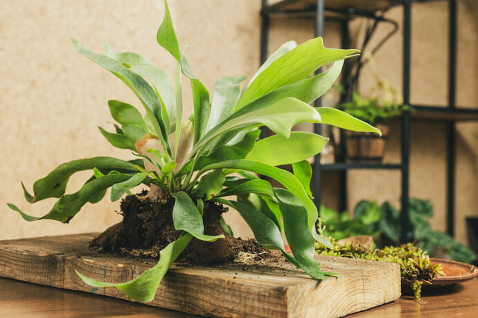 コウモリランの風水｜置き場所と方角について | 観葉植物・お花の通販