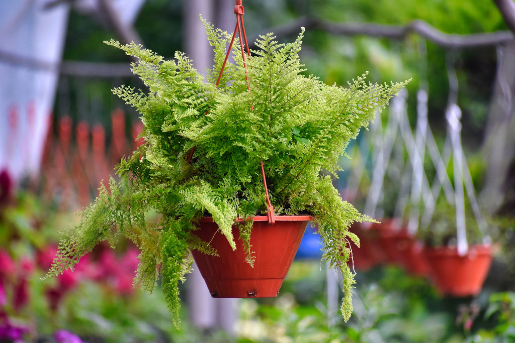 オリヅルランの風水 置き場所と飾り方について 観葉植物通販 And Plants