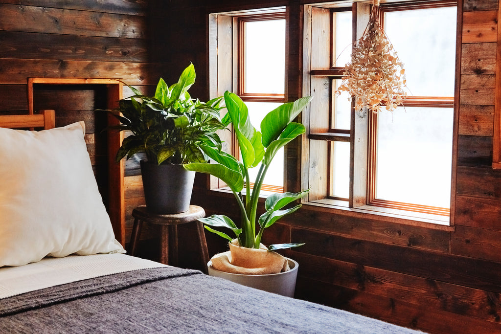 風水効果や空気清浄効果もある 寝室におすすめの観葉植物