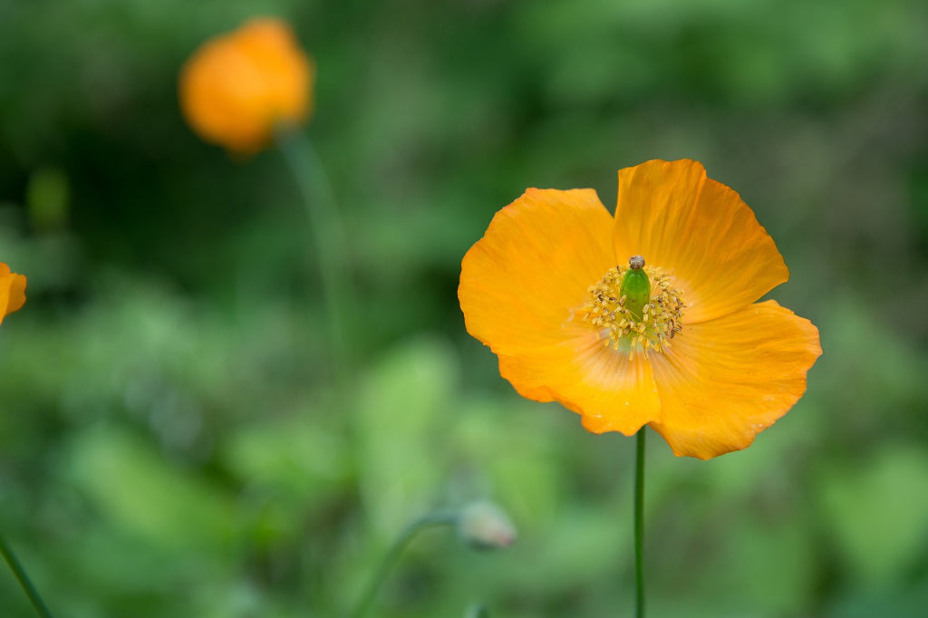 ポピーの種類別花言葉