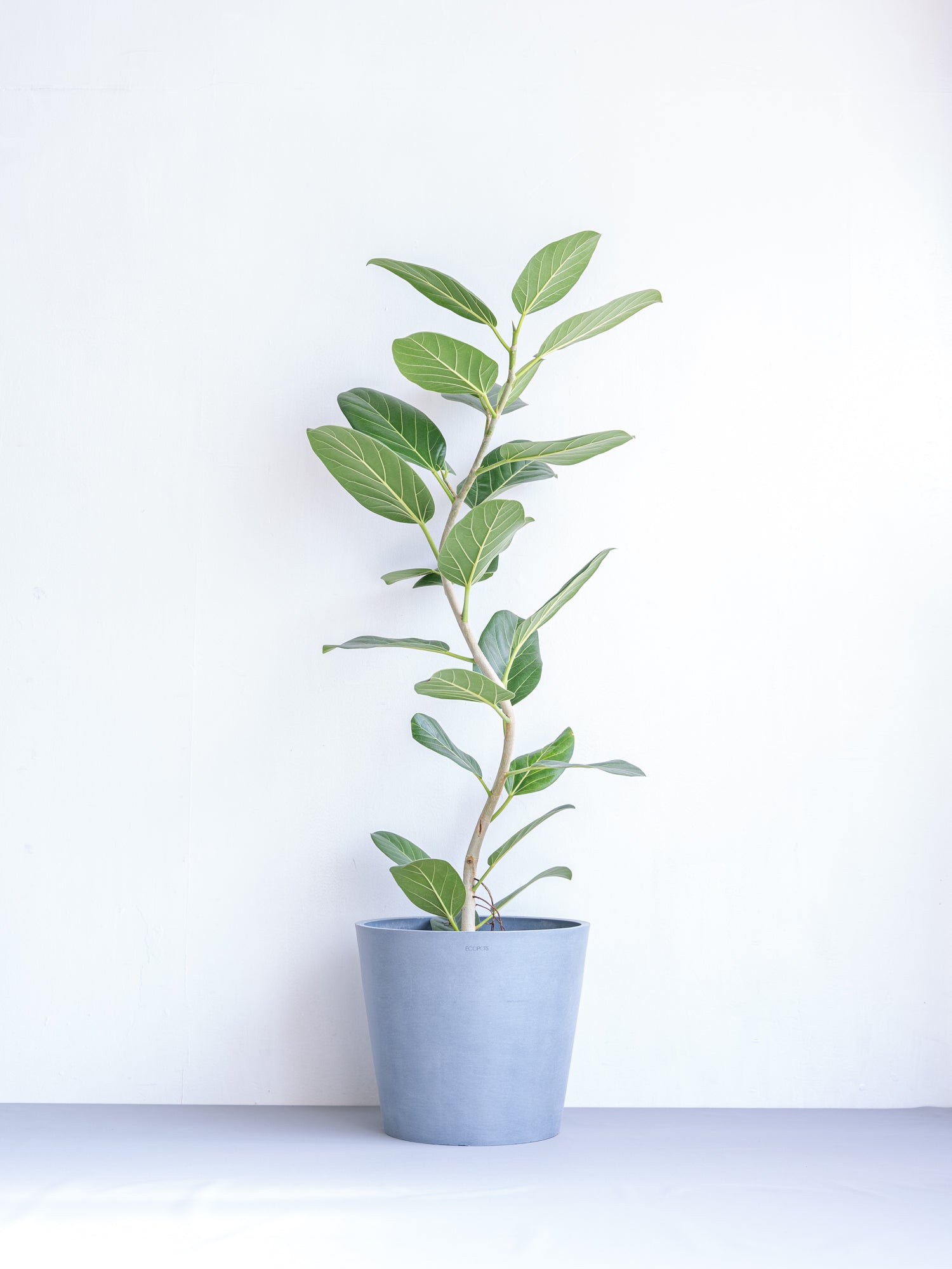 フィカス・ベンガレンシスの育て方 | 観葉植物・お花の通販 AND PLANTS