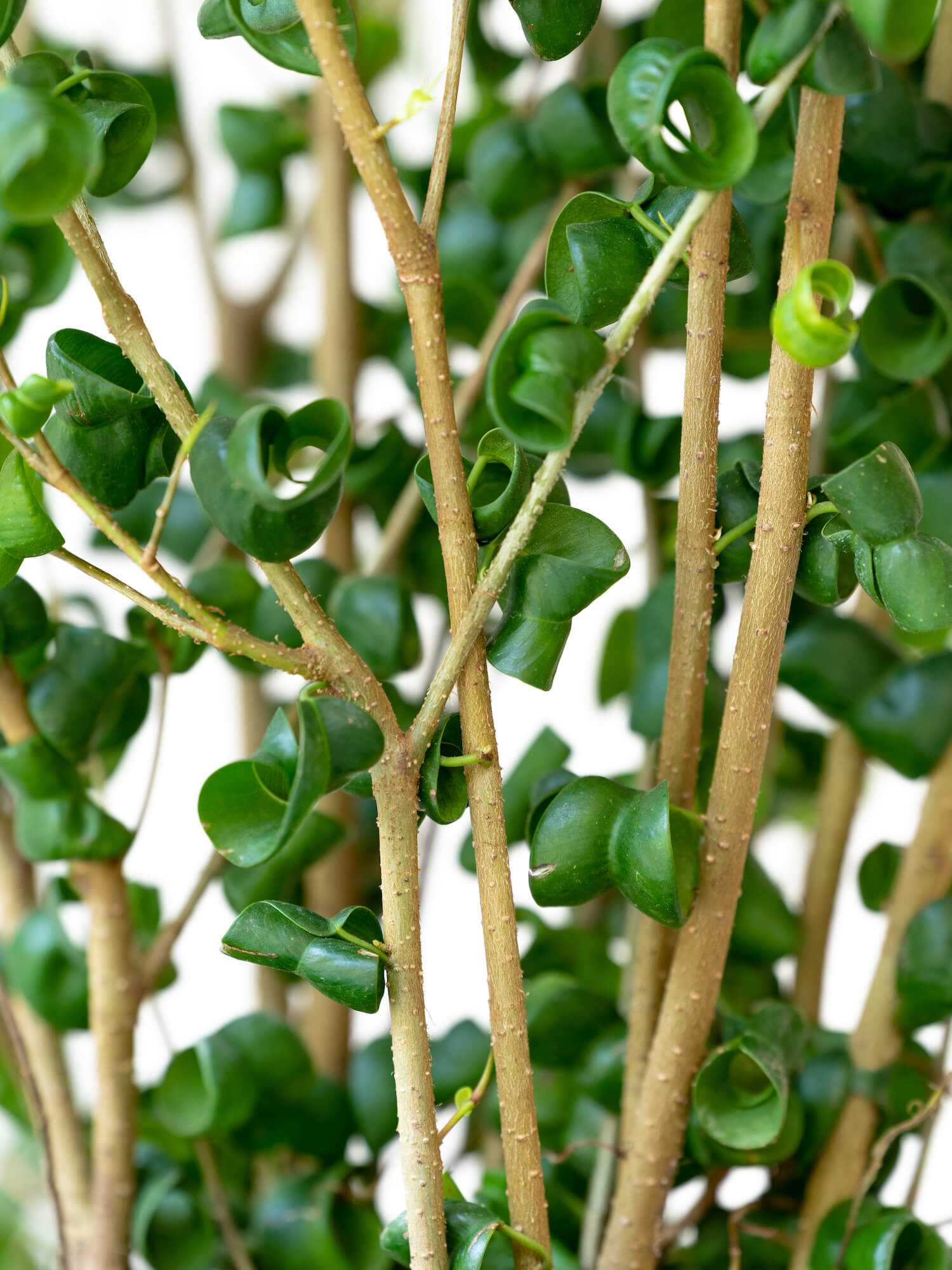 フィカス ベンジャミナ バロック M 観葉植物通販 And Plants