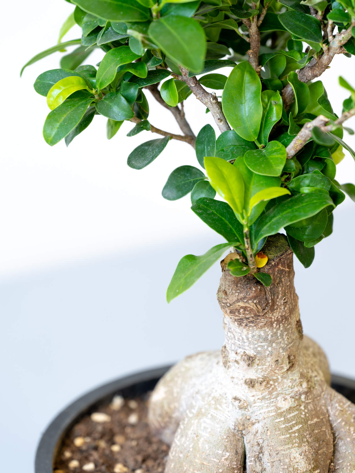 ガジュマル S 観葉植物通販 And Plants