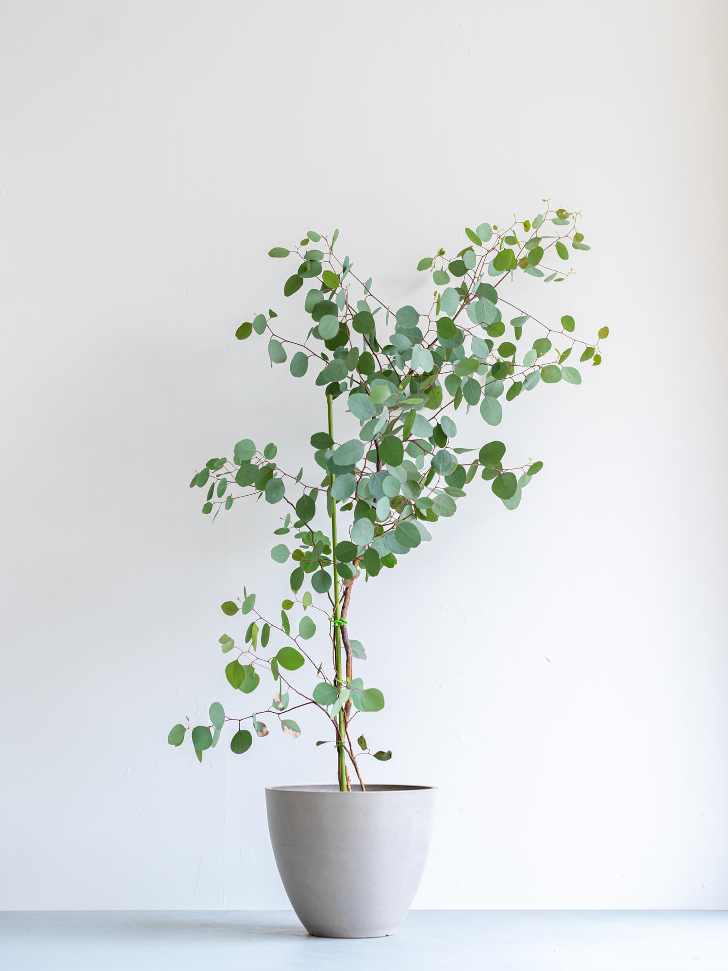 ユーカリ・ポポラスの育て方 | 観葉植物・お花の通販 AND PLANTS ...