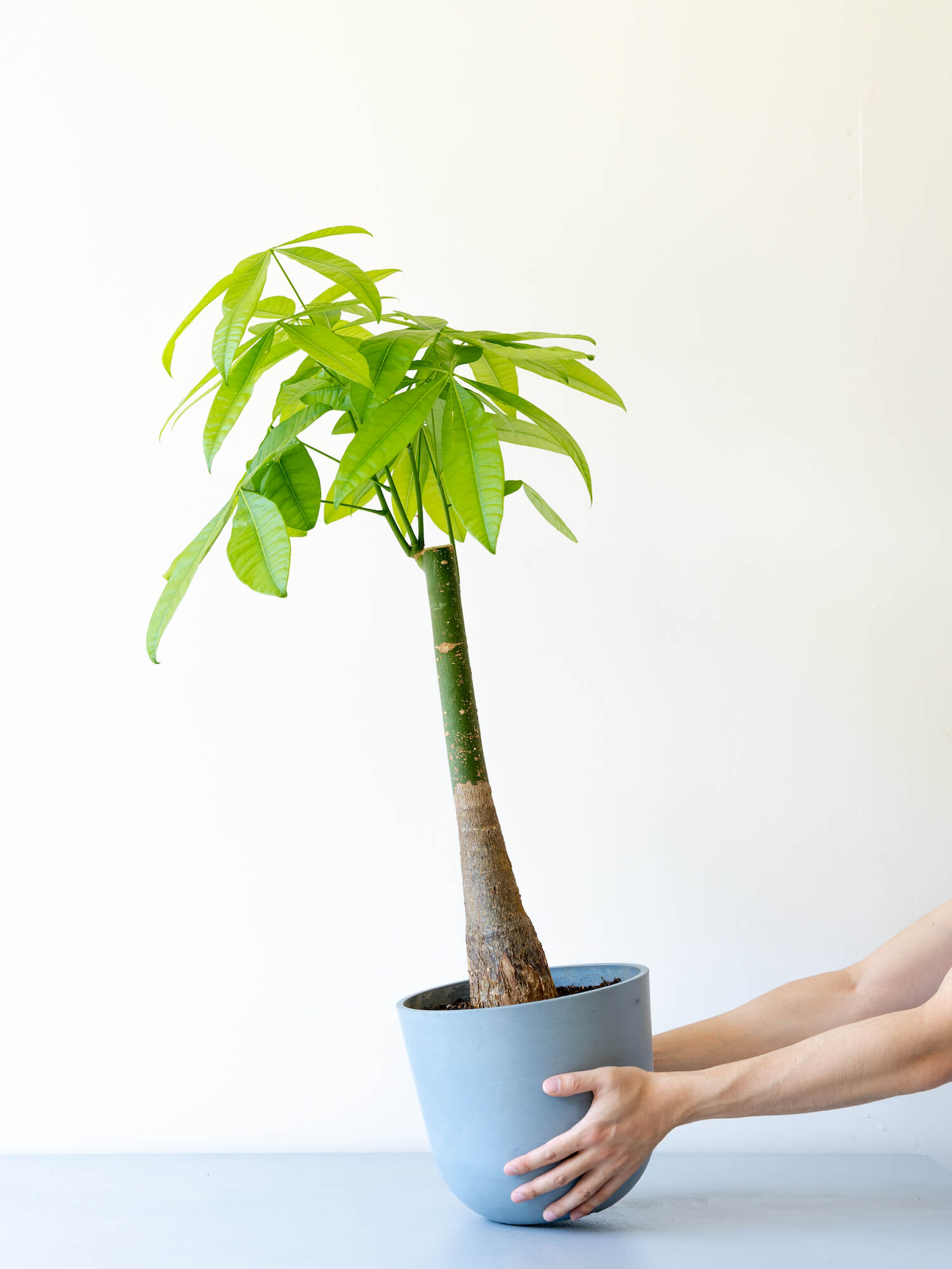 パキラ M 観葉植物通販 And Plants