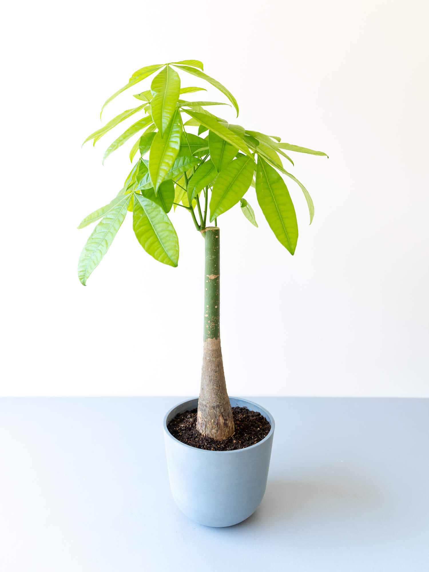 パキラ M 観葉植物通販 And Plants