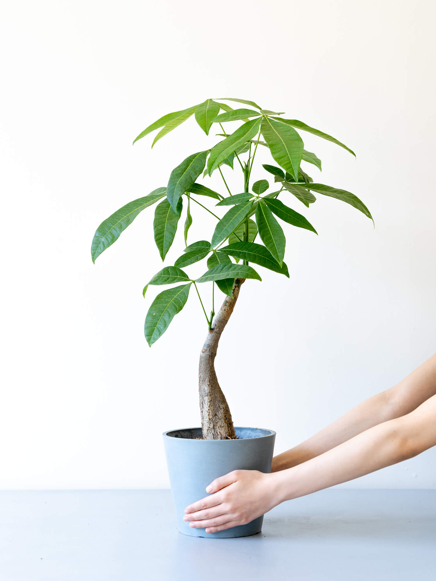 パキラ S 観葉植物通販 And Plants