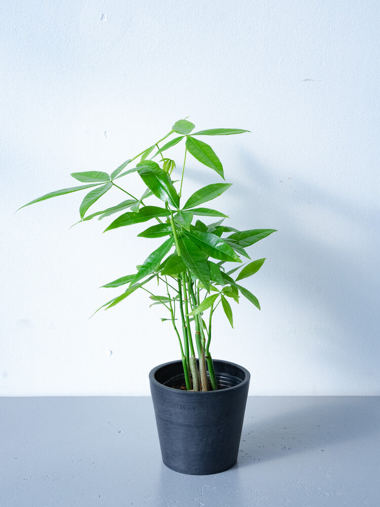 パキラ Table S 観葉植物通販 And Plants