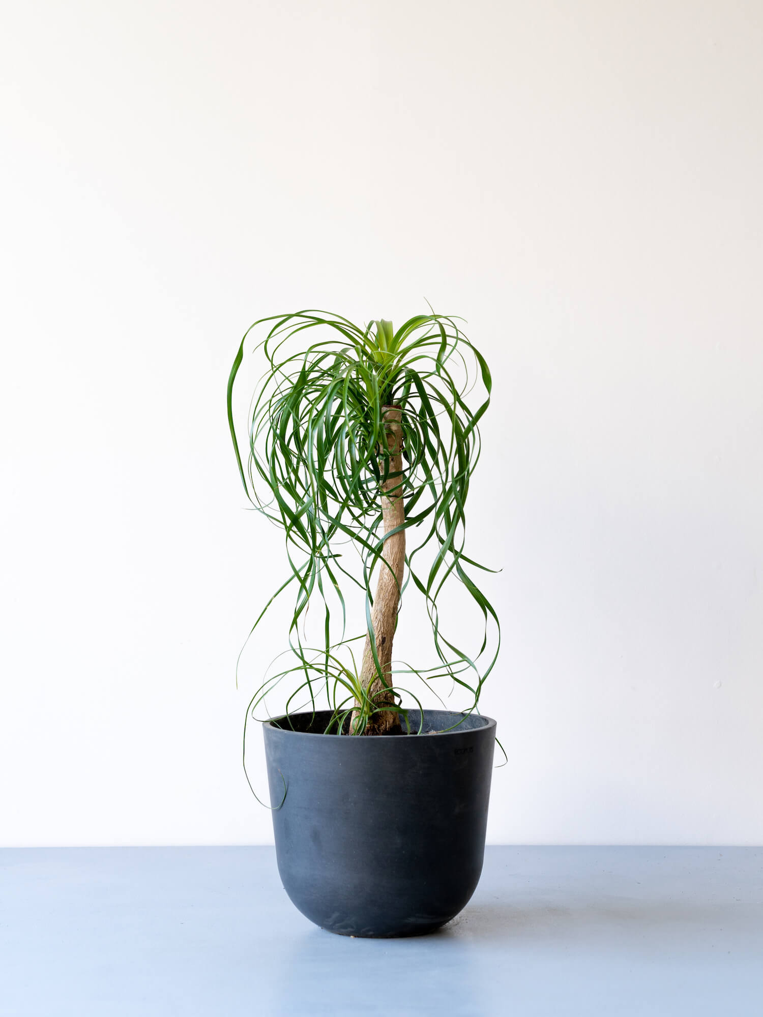 トックリランの育て方 | 観葉植物・お花の通販 AND PLANTS (アンド ...