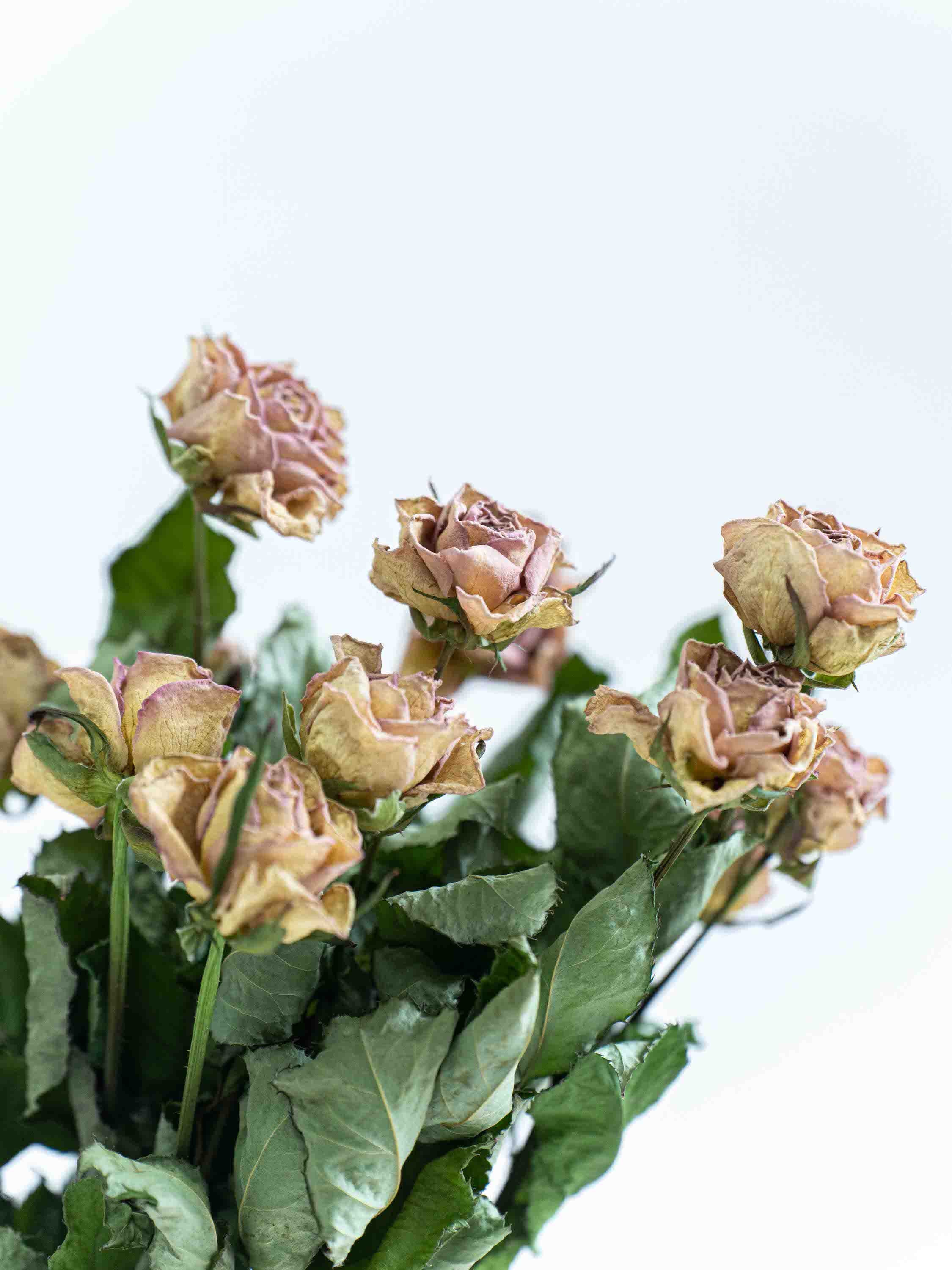 ドライフラワーの花言葉 おすすめの意味と飾り方 観葉植物通販 And Plants