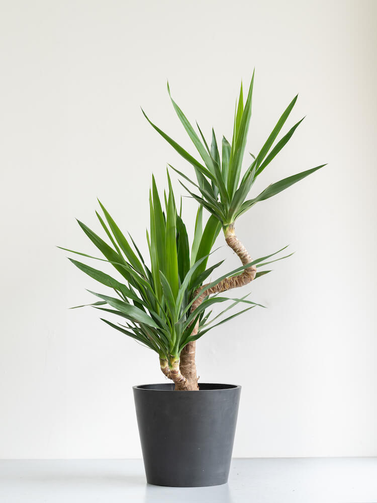Yucca ユッカ エレファンティペス 抜き苗115cm程 - 観葉植物