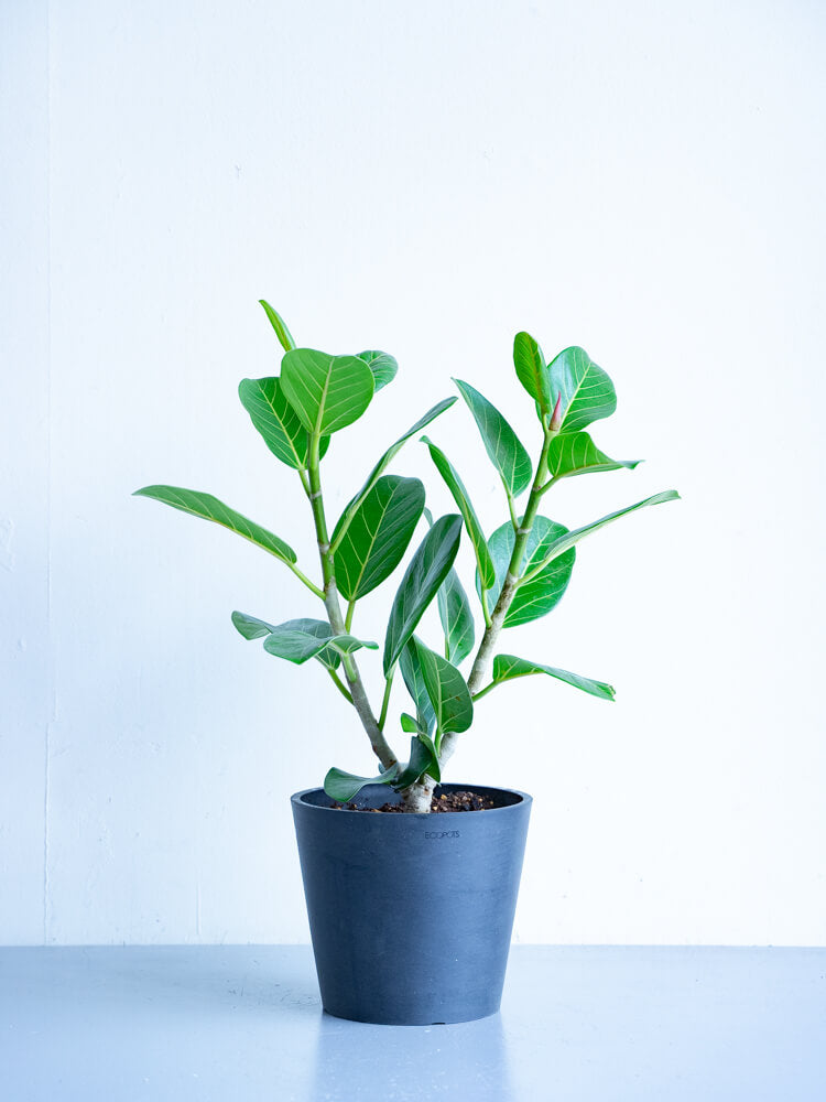 フィカス・ウンベラータ S-shaped tree form 8号 - 植物/観葉植物