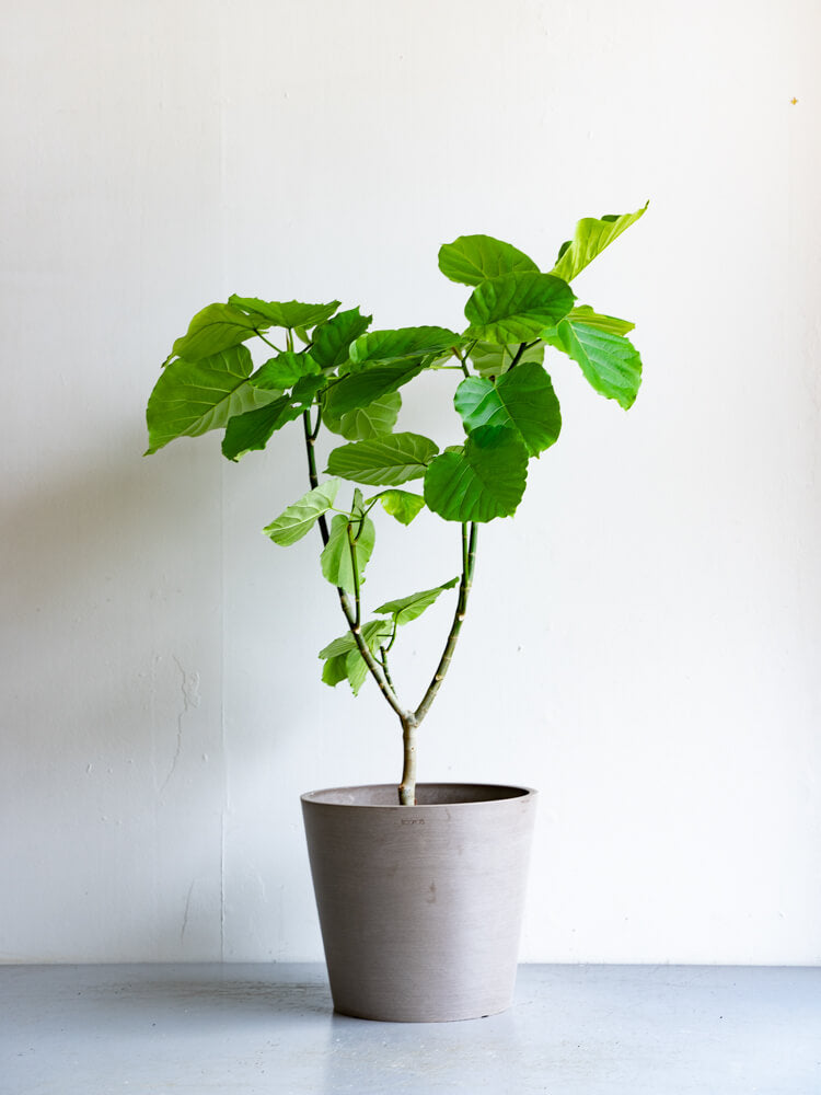 フィカス ウンベラータ L 観葉植物通販 And Plants