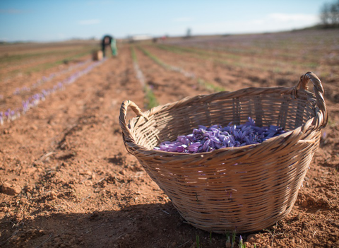 Pharmactive, Affron® Harvest Photos (Spain)