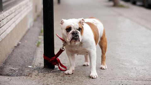 7 Tips on How to Protect Your Dog from Theft