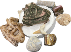 Make a dig kit filled with real fossils. 
