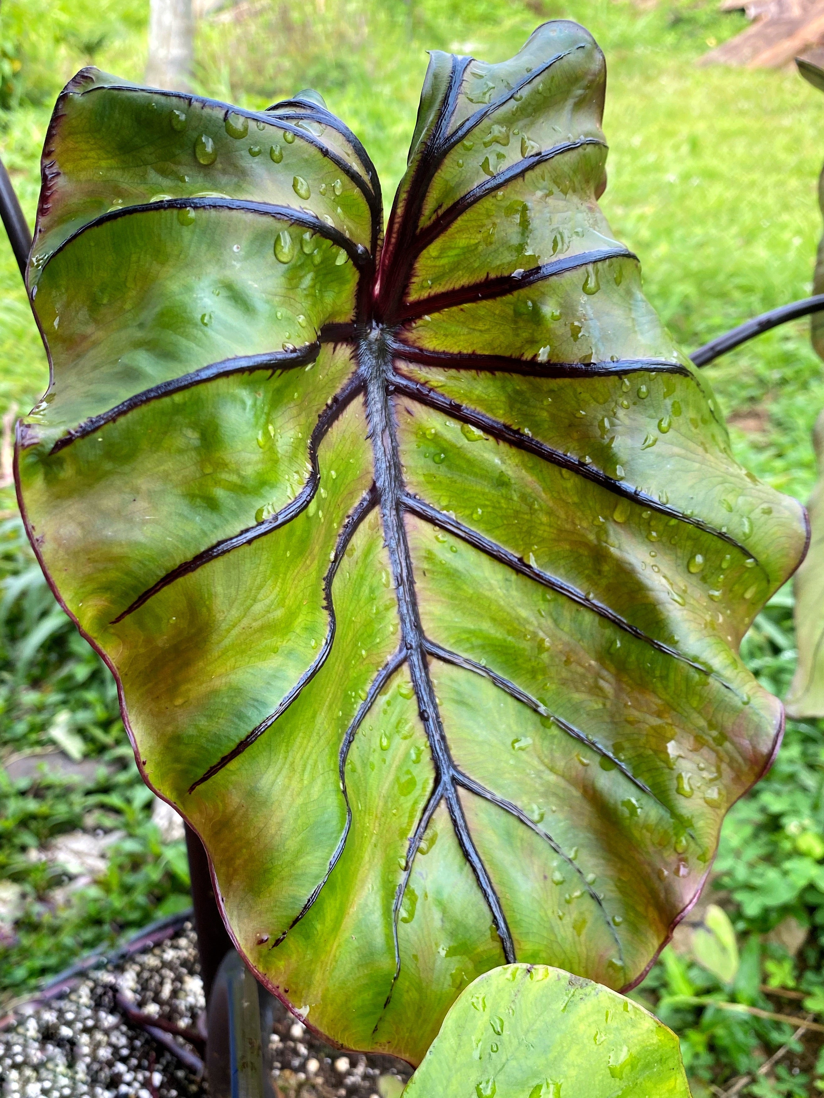 Colocasia Pharaoh's Mask 植物 | endageism.com