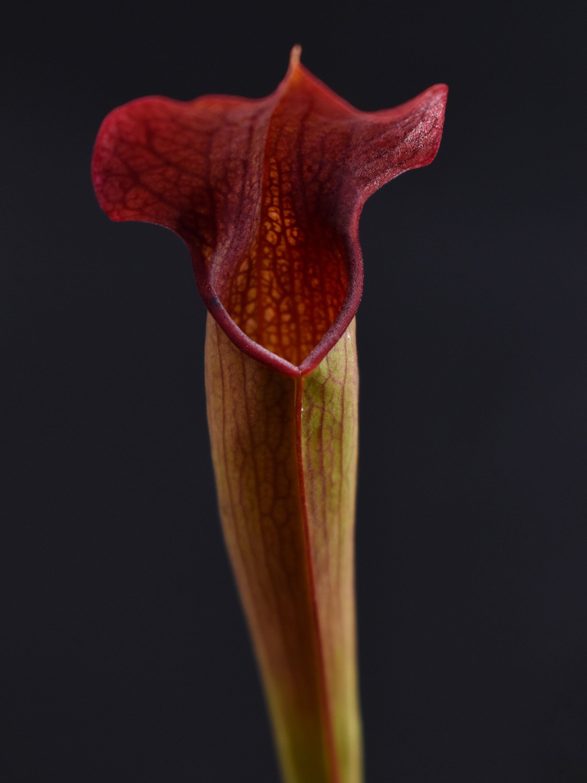 Sarracenia areolata x rubra - Jurassic Plants PR