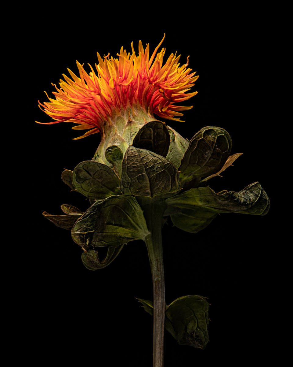 The flowers of safflower treated with or without MeJA. a The