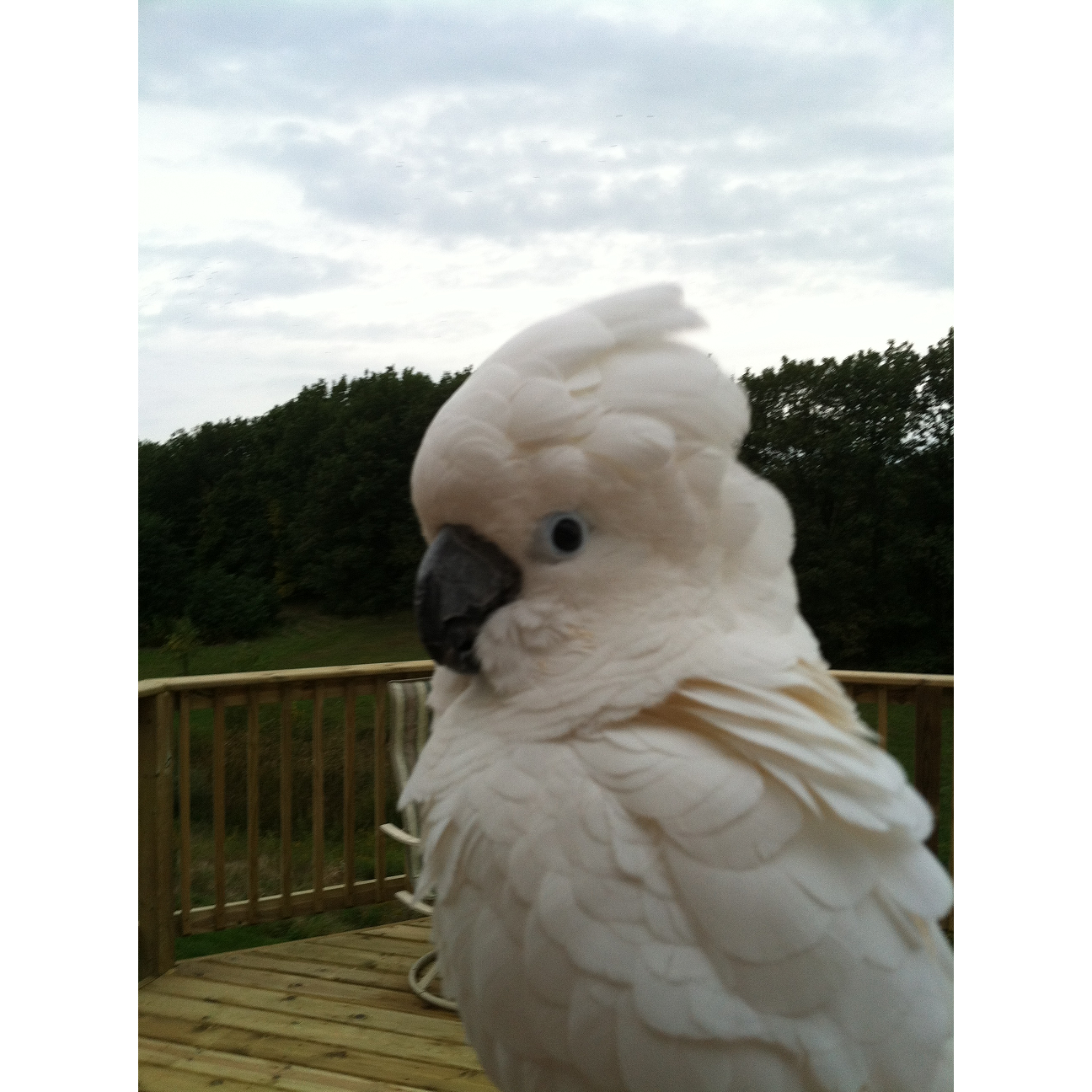 umbrella cockatoo plush