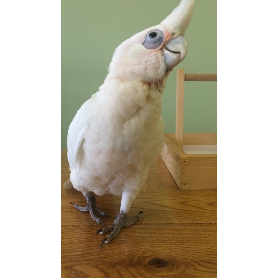 bare eyed cockatoo