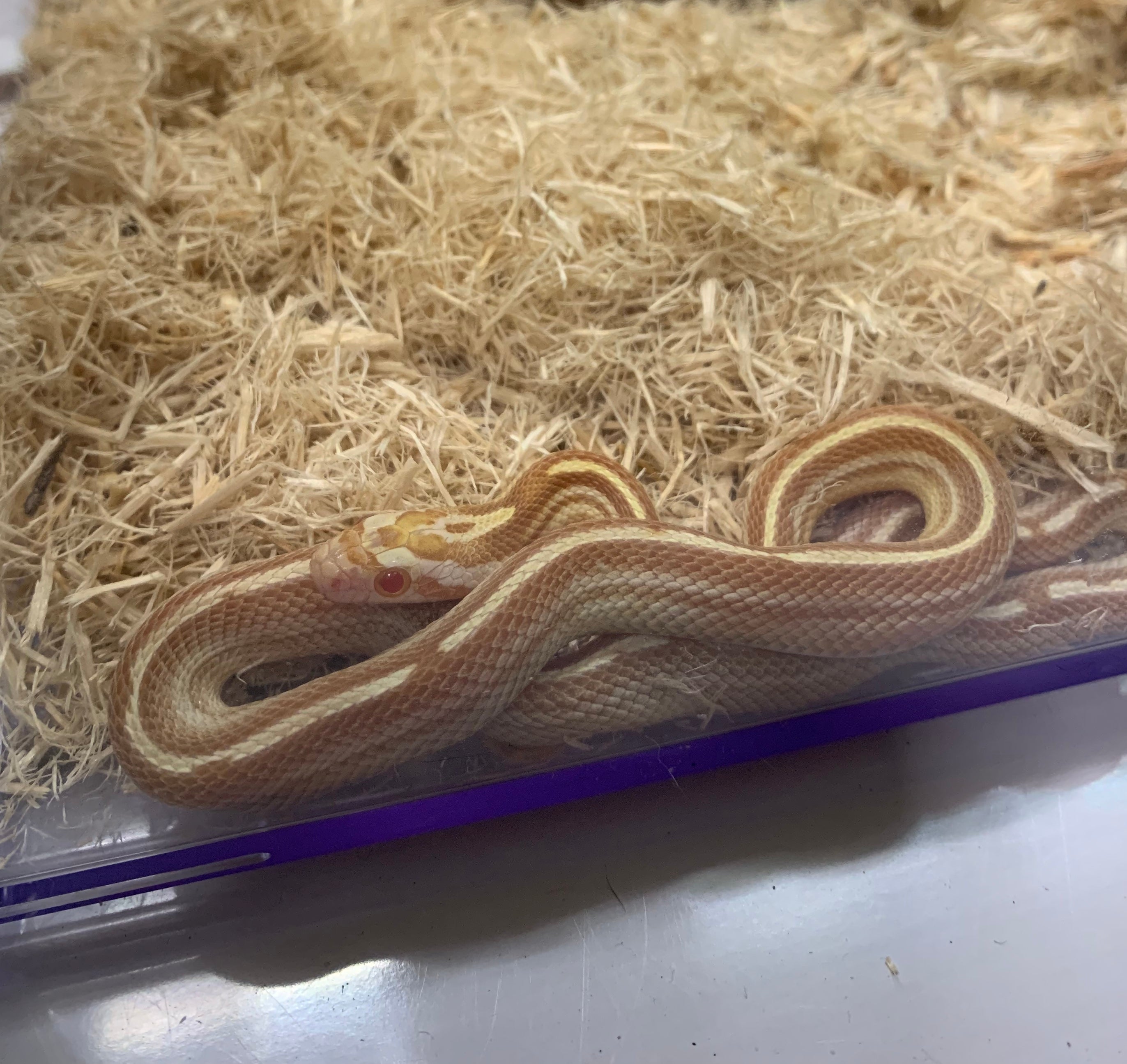 corn snake tessera