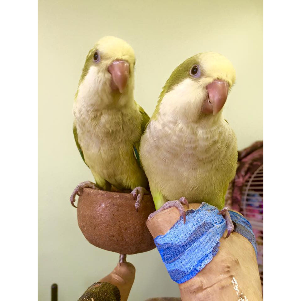 quaker parrot stuffed animal