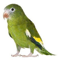 Bebe Parakeet or Canary Winged Parakeet 