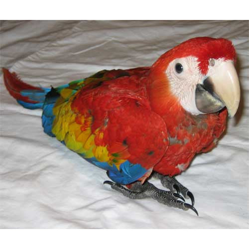 Scarlet Macaw | Green Parrot Superstore