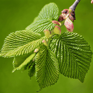 elm animation.gif__PID:c348c7f8-15b0-447a-ba3c-c6b78aa575d5