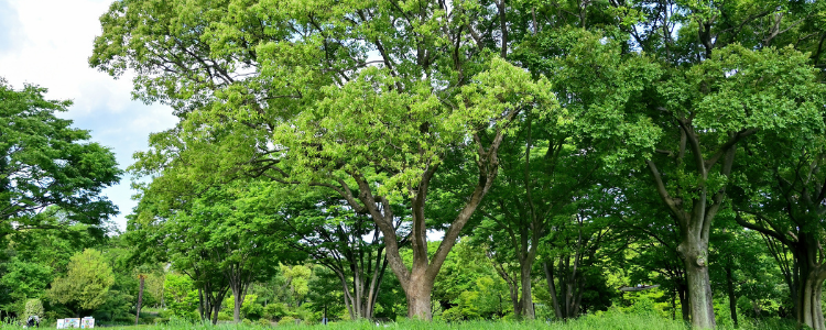 Camphor Laurel Tree