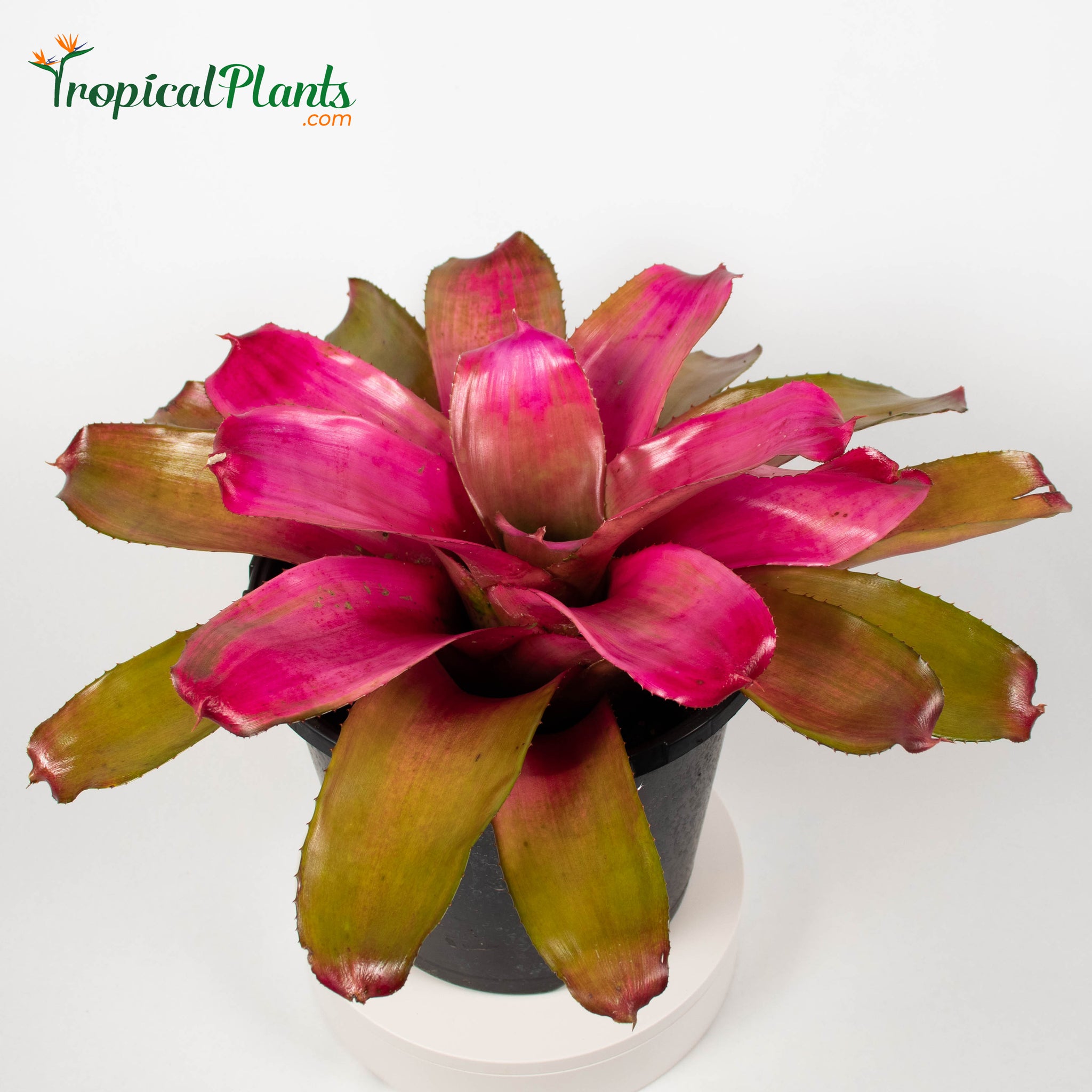 Shocking Pink Bromeliad Neoregelia Tropical Plant – TropicalPlants.com