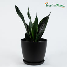 Load image into Gallery viewer, Silver Flame Snake Plant (Sansevieria Zeylanica)
