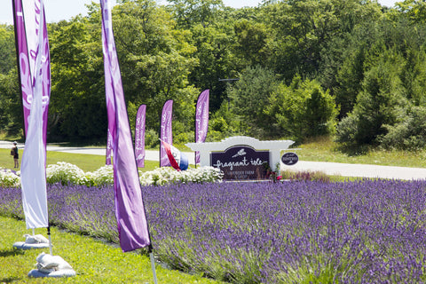 2017 Lavender Festival