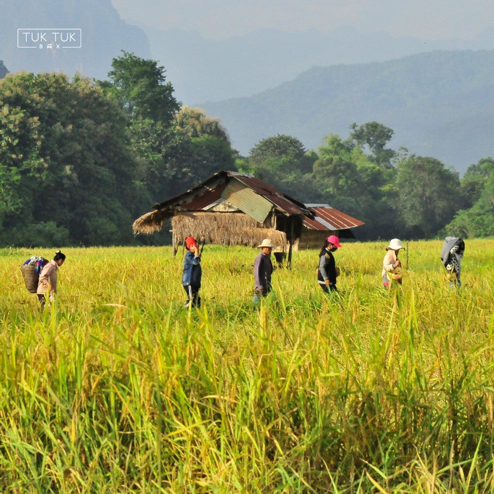 Uncovering Southeast Asia's Rich Agriculture by Gwen Curativo – Tuk Tuk Box