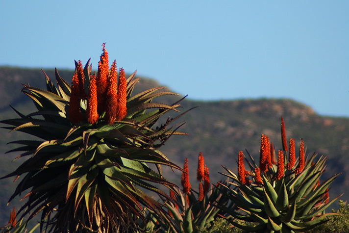 aloe vera plants in the wild in south africa