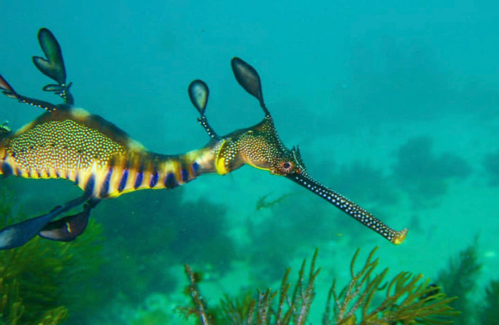 A seahorse enjoys their underwater playground