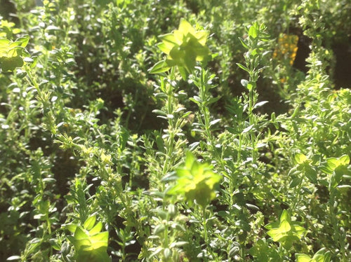 Lemon Verbena Aloysia triphylla from Hoffie Nursery